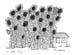3.flowerhouse