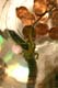 36_kuruna_photos-36