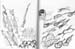 z.moresketches1